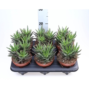 Kalanchoe NF   ...