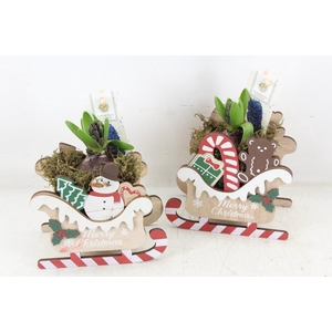 arr4 Hyacint FL - Christmas Sled