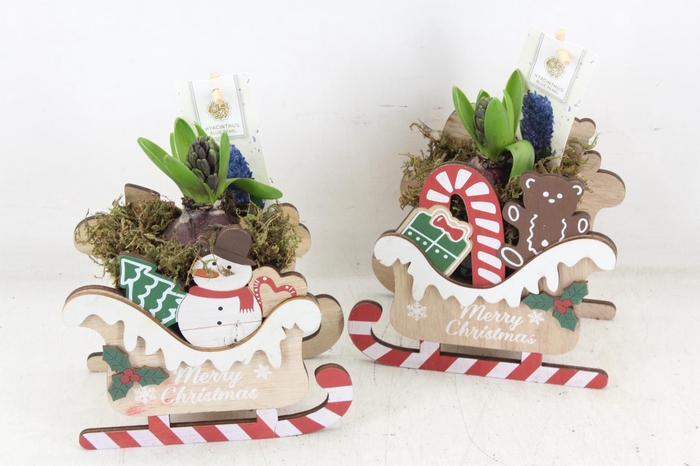 <h4>arr4 Hyacint FL - Christmas Sled</h4>