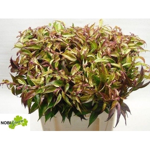 LEUCOTHOE WALTERI RA