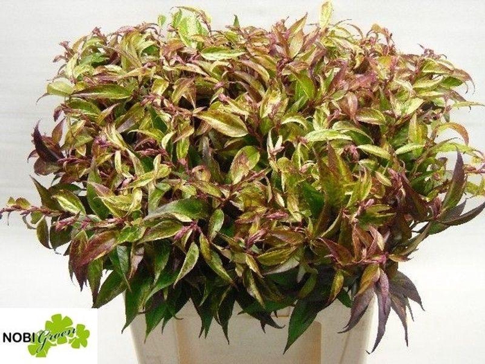 <h4>LEUCOTHOE WALTERI RA</h4>