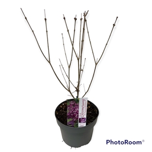 Syringa Bloomerang Dark Purple 40-50 C3