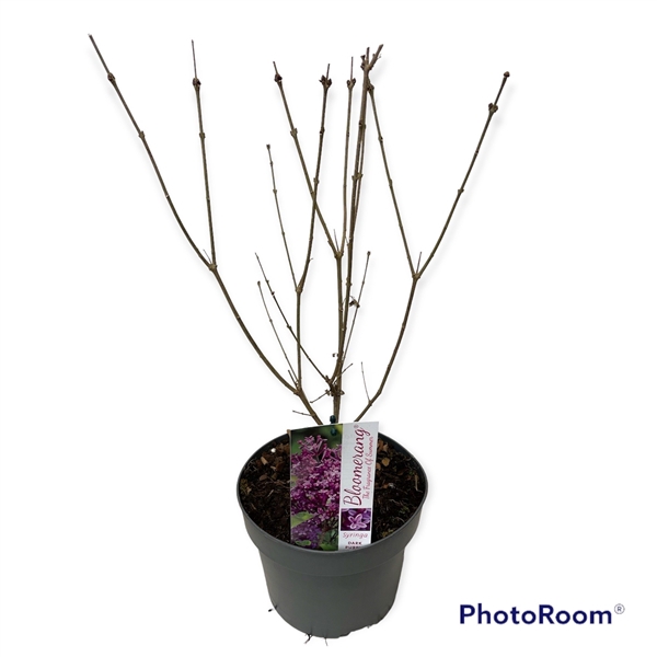 <h4>Syringa Bloomerang Dark Purple 40-50 C3</h4>