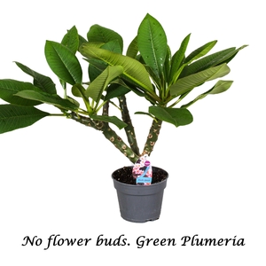 Plumeria Gemengd 2-3 Tak