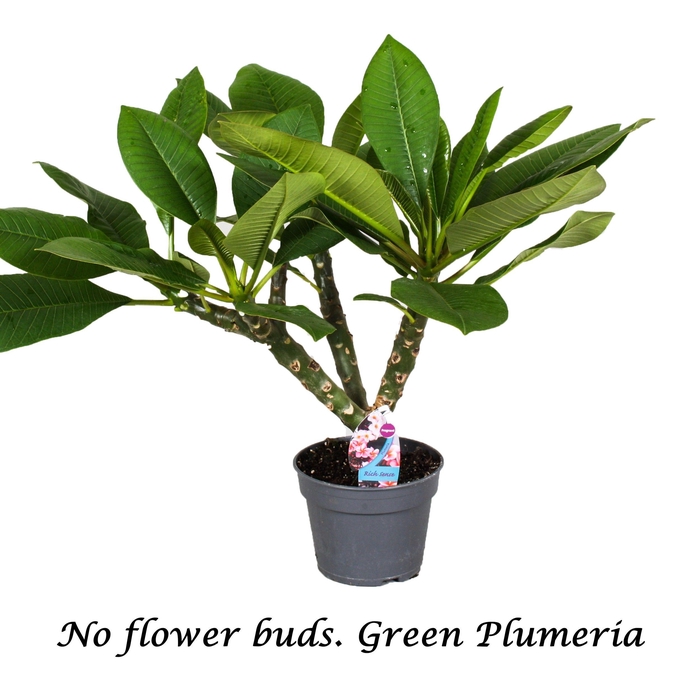 <h4>Plumeria Gemengd 2-3 Tak</h4>