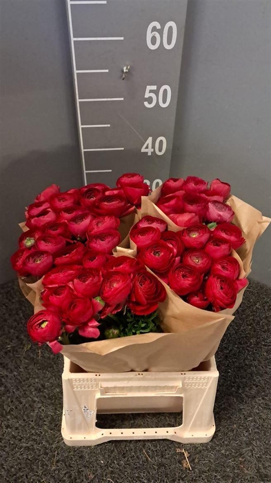 <h4>Ran Succ 559 Ic</h4>