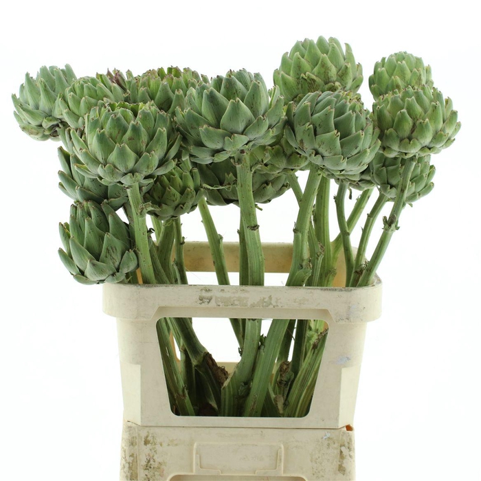 <h4>Cynara Scolymus</h4>
