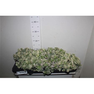 ****trad Variegata*****