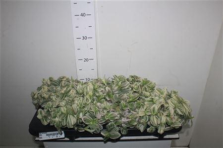 <h4>****trad Variegata*****</h4>