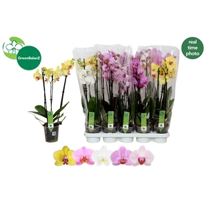 PHAL GEM 5 KL