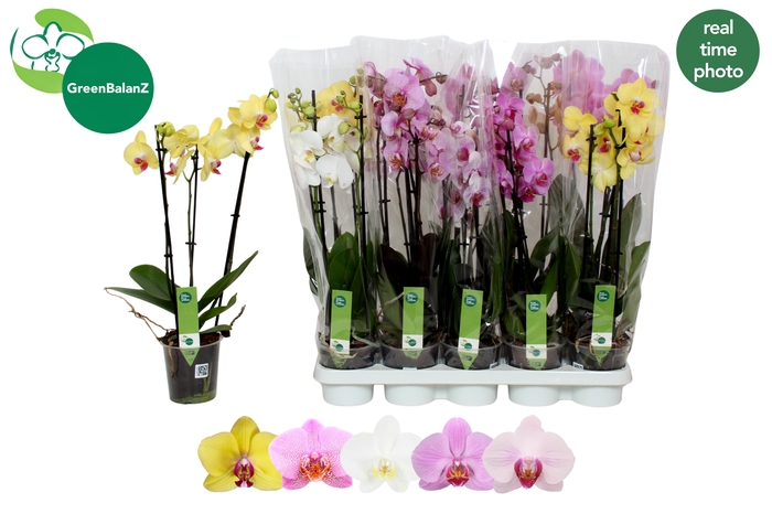 <h4>PHAL GEM 5 KL</h4>
