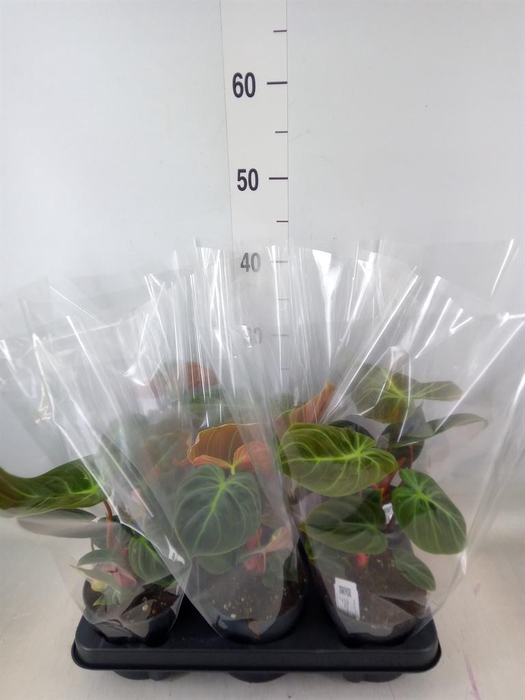 <h4>Philodendron   ...</h4>