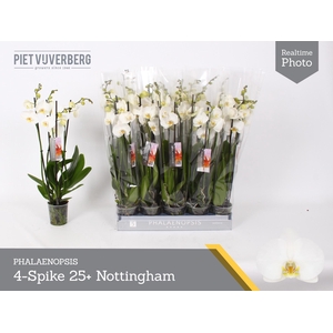 PHAL AN NOTTINGHAM