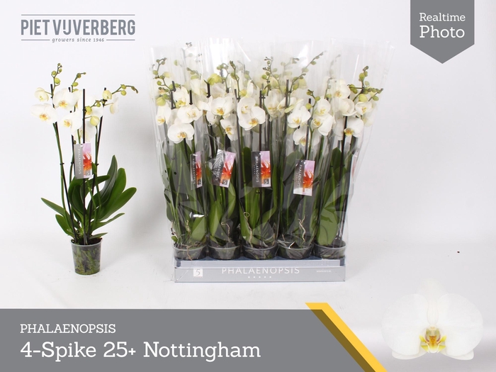 <h4>PHAL AN NOTTINGHAM</h4>