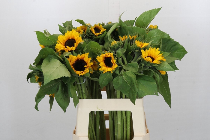 Helianthus Orange Fire