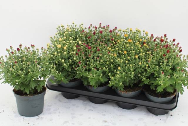 <h4>CHRYS GARDEN MUMS GM</h4>
