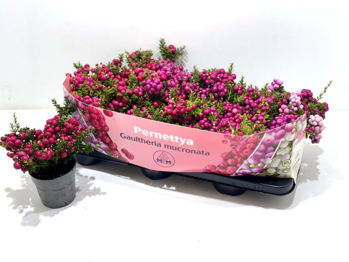 <h4>GAULTH MUCRONATA</h4>