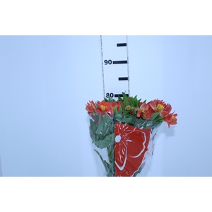 ALSTROEMERIA TROPICANA 080 CM