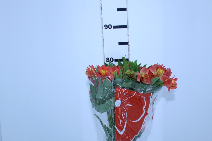 ALSTROEMERIA TROPICANA 080 CM