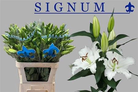 <h4>Li Or Signum 5+</h4>