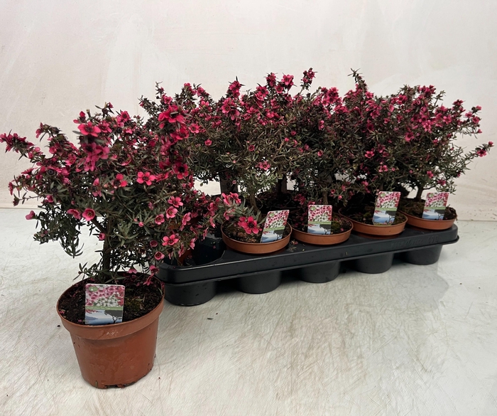 <h4>LEPTO SCOPARIUM</h4>