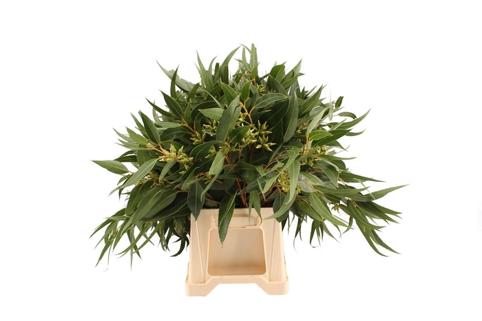 <h4>Euca Robusta Groen</h4>