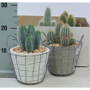 Cactus overig