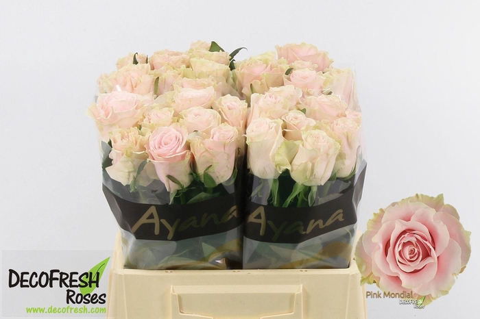 <h4>R Gr Pink Mondial</h4>