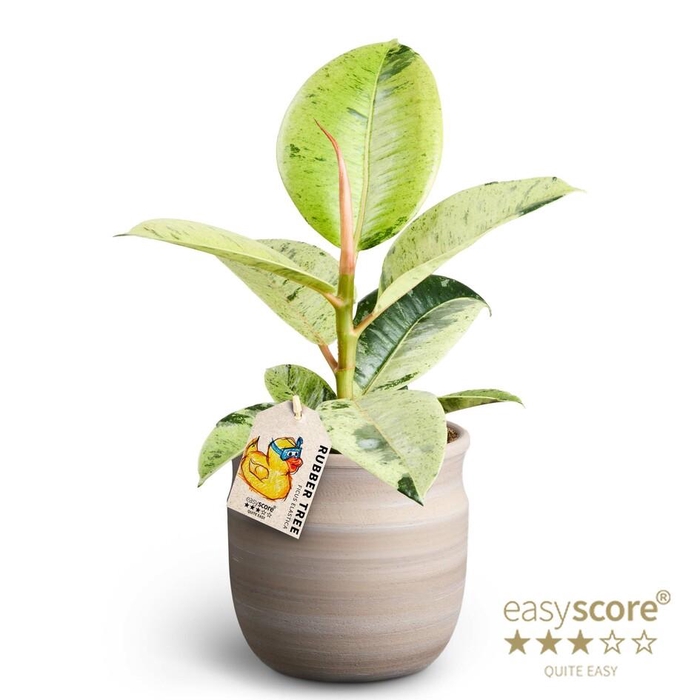 <h4>FICUS ELASTICA P12</h4>