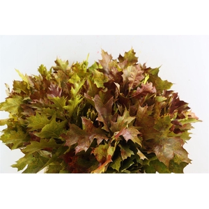 Quercus Rubra Fr Autumn Spray