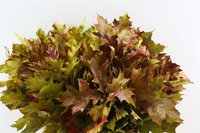 <h4>Quercus Rubra Fr Autumn Spray</h4>