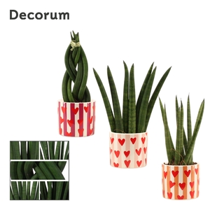 Sansevieria Cylindrica 6 cm Mix in Noura (Bubblicious-collection