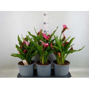 Zantedeschia  'Zazu'