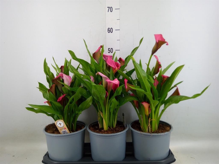 <h4>Zantedeschia  'Zazu'</h4>