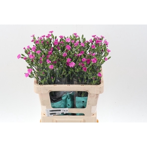 Di Lilliput Lavender