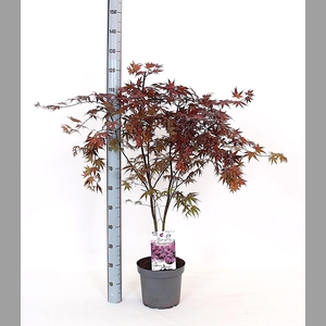 ACER PA BLOODGOOD