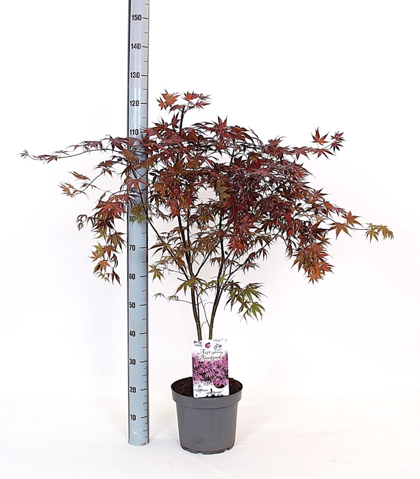 <h4>ACER PA BLOODGOOD</h4>