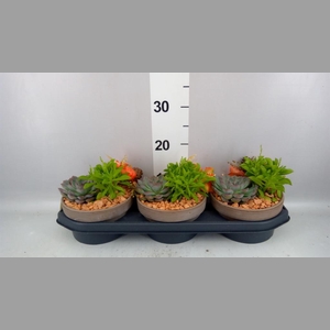Arr.  Succulents L%