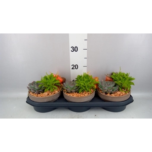 Arr.  Succulents L%