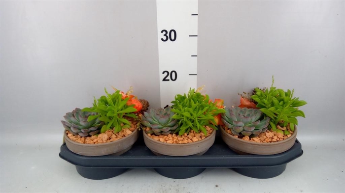 <h4>Arr.  Succulents L%</h4>