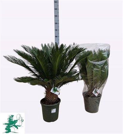 <h4>Cycas Revoluta</h4>