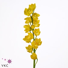 Cymbidium Carioca