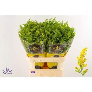 SOLI CARZAN GLORY 40 GR.