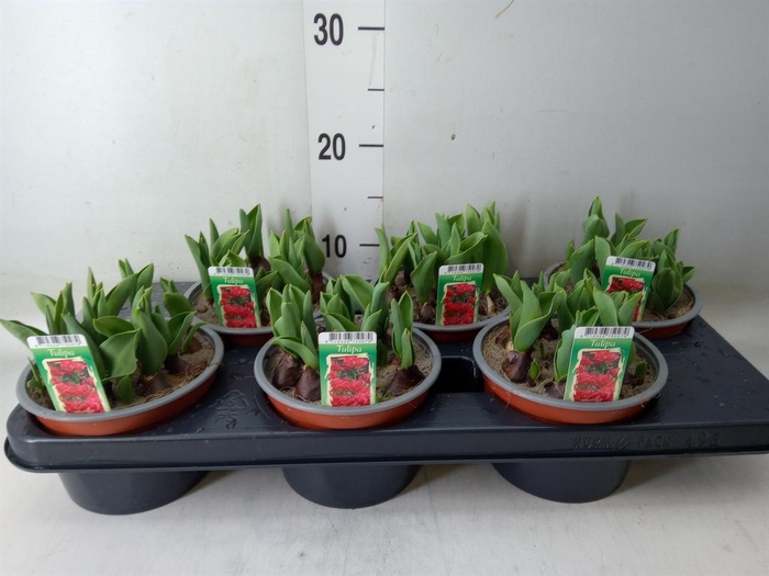 <h4>Tulipa DU ...</h4>