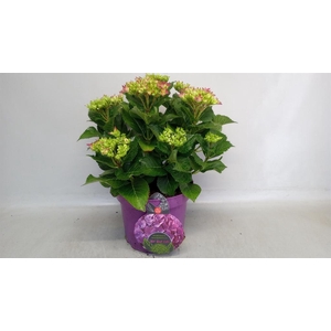 Hydrangea mac.