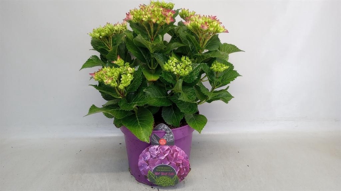 <h4>Hydrangea mac.</h4>