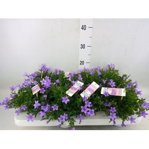 Campanula porten. 'Ambella Lavende'