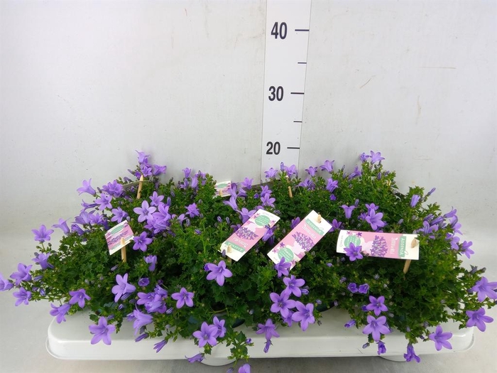 <h4>Campanula porten. 'Ambella Lavende'</h4>