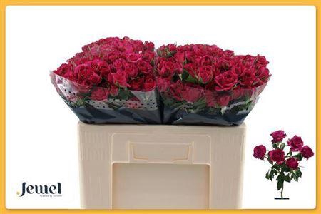 <h4>R Tr Cheyenne</h4>