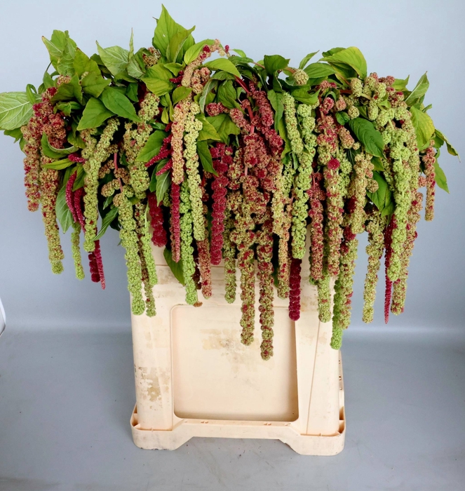 <h4>Amaranthus Hang Mira Koot</h4>